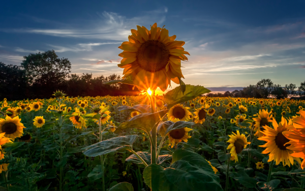 Лето Подсолнухи