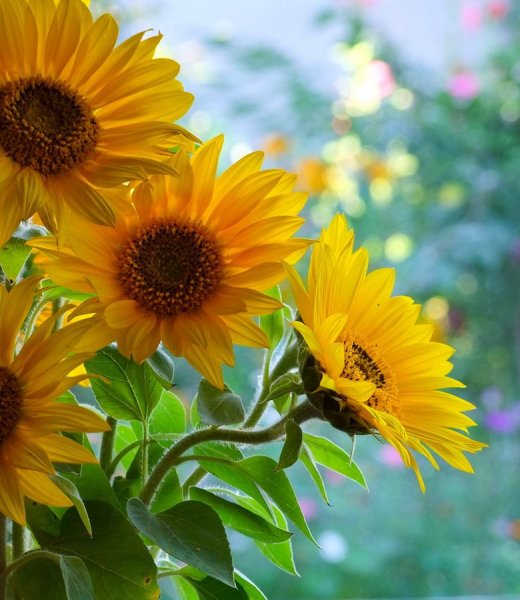 Подсолнух в очках