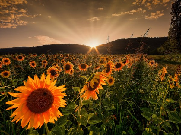 Августовский пейзаж