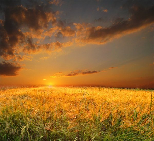 Подсолнухи на закате