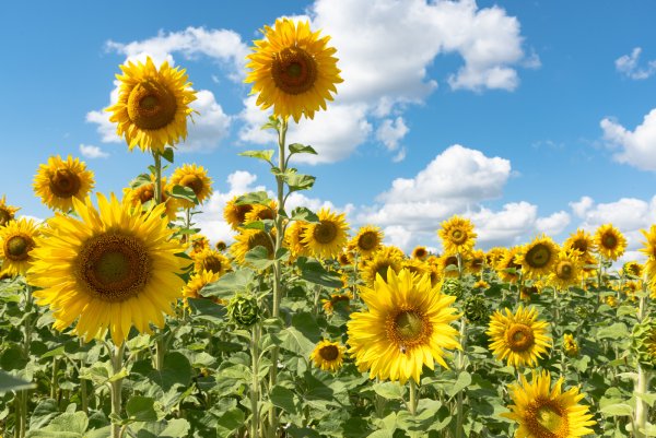 Августовский закат