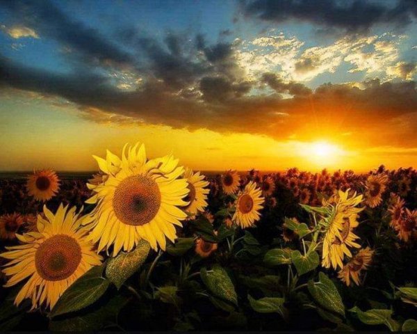 Природа лучи солнца