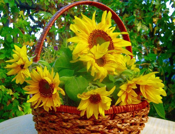 Летний натюрморт