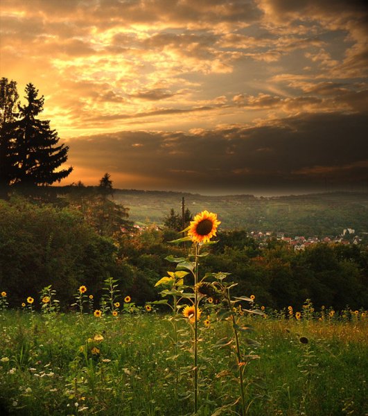 Летний рассвет