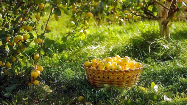 Изобилие природы