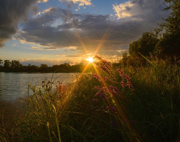 Осенние цветы