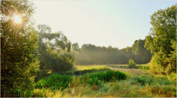 Яркие осенние цветы