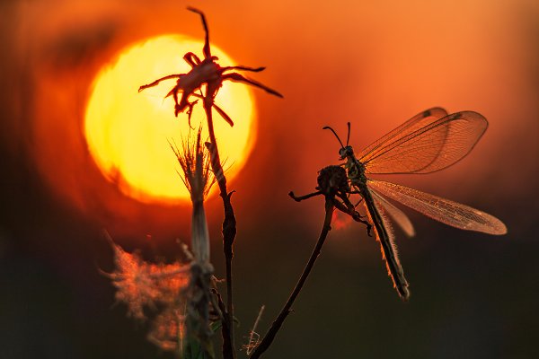 Насекомое на солнце