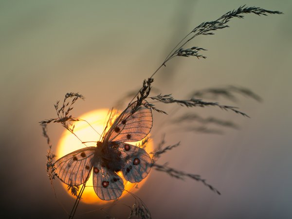 Мотыльки ночью