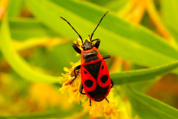 Крымские насекомые