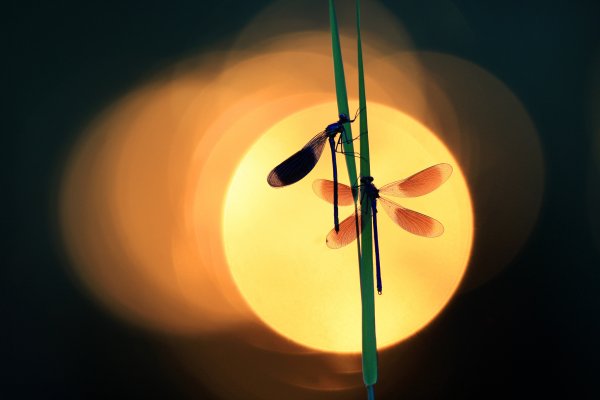 Фон со стрекозами