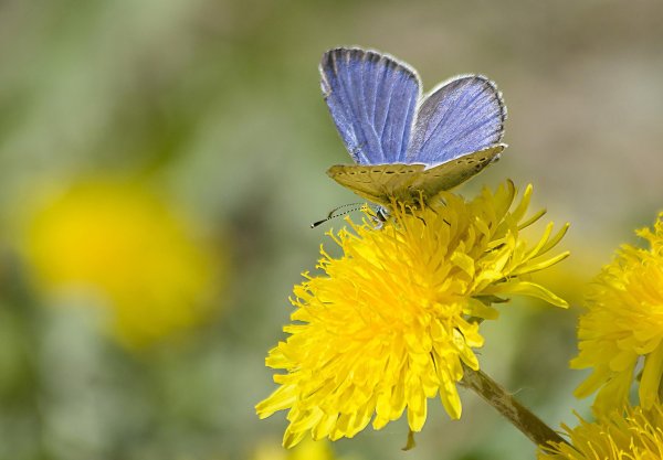 Стрекоза Луговая