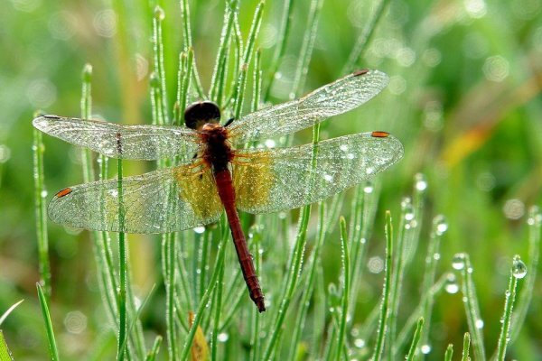 Луг с цветами и бабочками