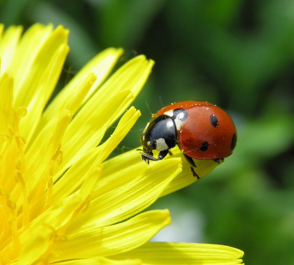 Лето незабудки
