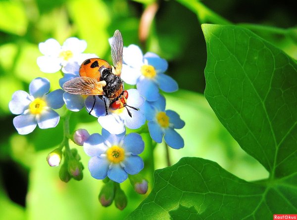 Лето бабочки