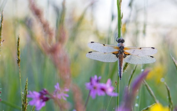 Луг с насекомыми