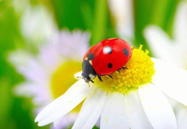 Бабочки на лугу