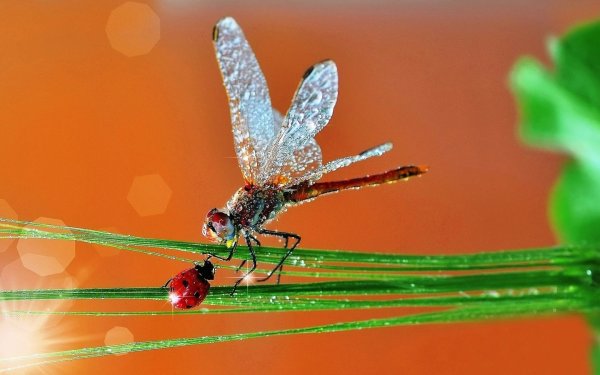 Насекомое солнышко