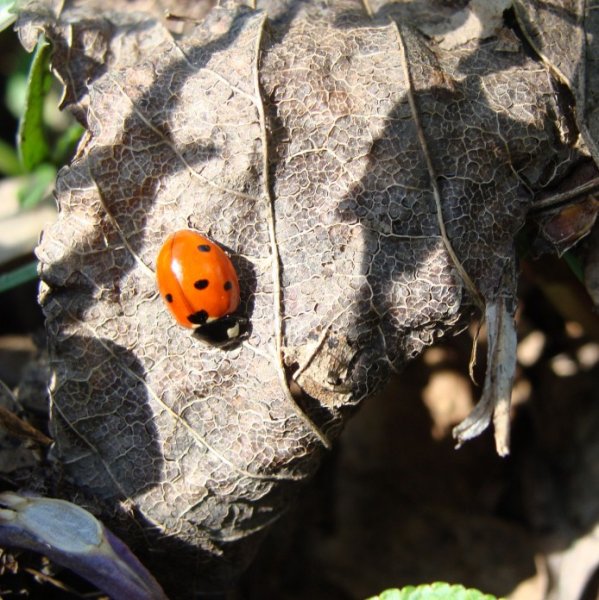 Божья коровка на ладошке