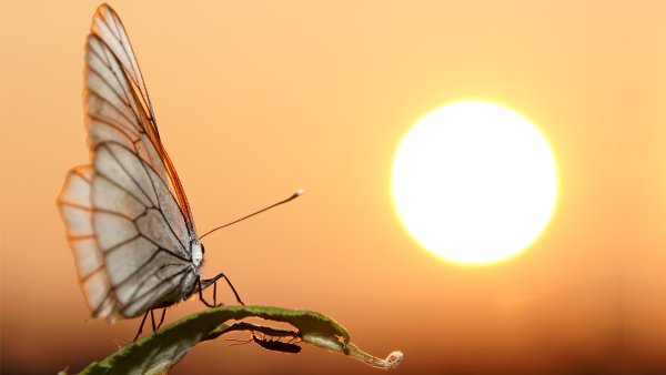 Солнце эмблема