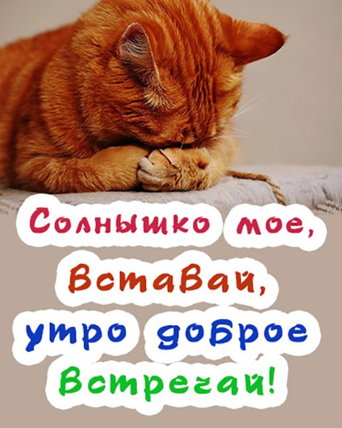 Доброе утро котенок мой