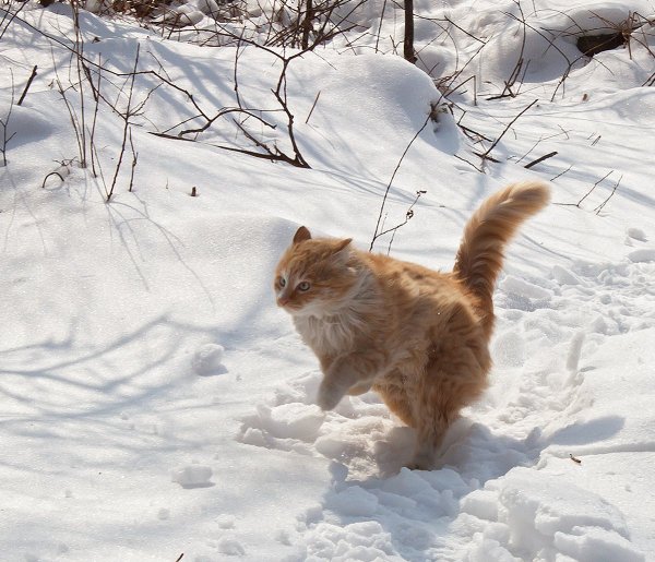 Зима Мороз и солнце