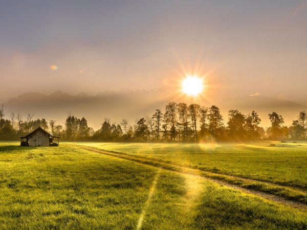 Поле солнце
