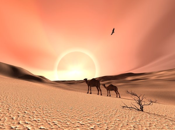 Жаркая пустыня