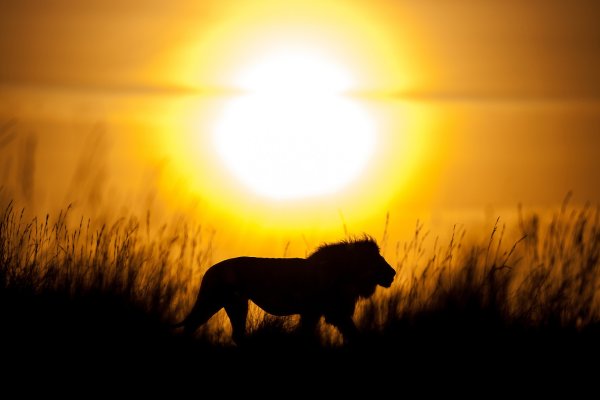 Лев на рассвете