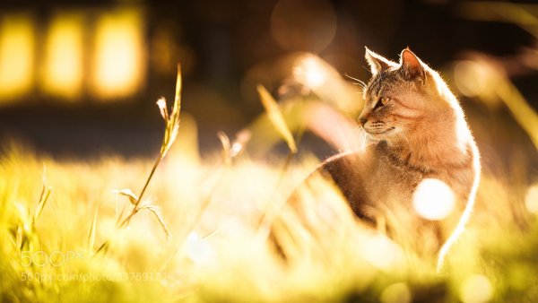 Кот на солнце