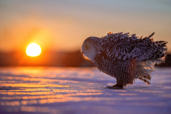 Животные на рассвете зимой