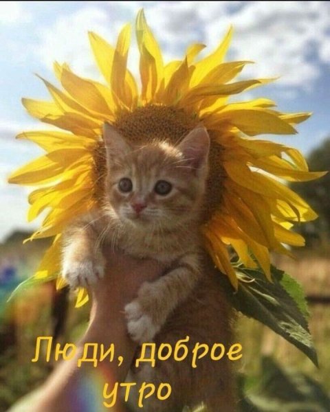 Доброе утро с рыжими котами