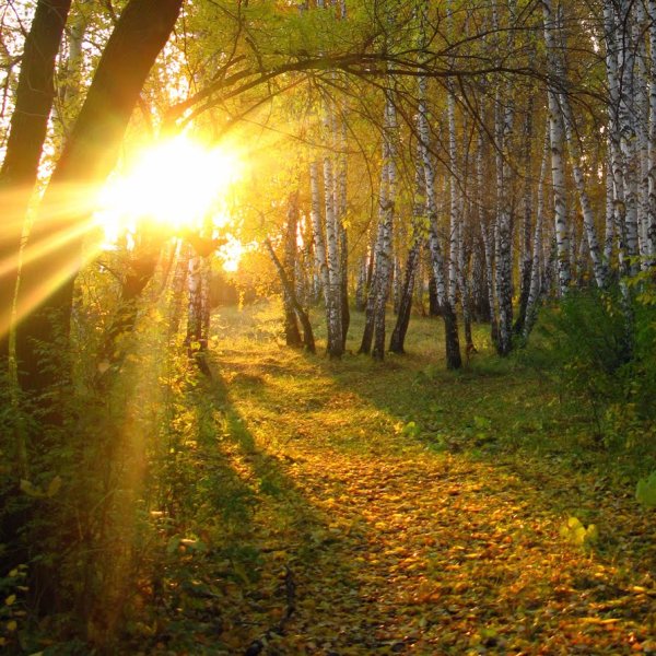 Утреннее солнце