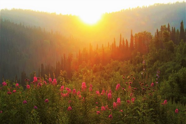 День нового солнца