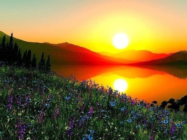 Цветы в горах