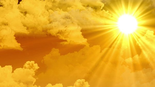 Листва на солнце