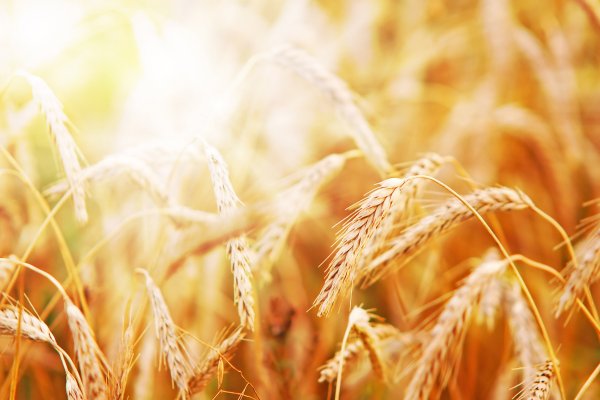 Пшеничный Колос