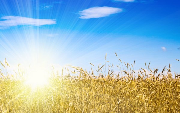 Хлеб в руках