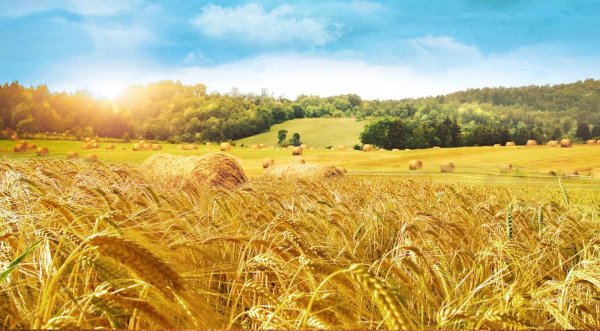 Поле с колосьями