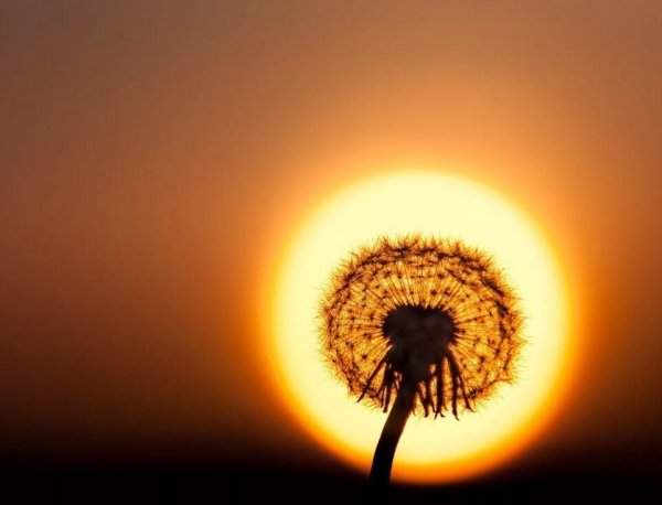 Одуванчик на фоне солнца