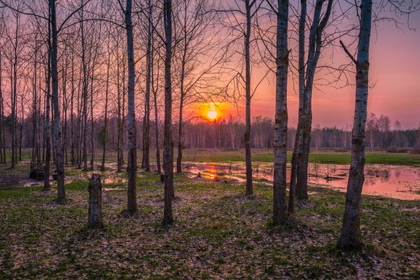 Птички в весеннем лесу