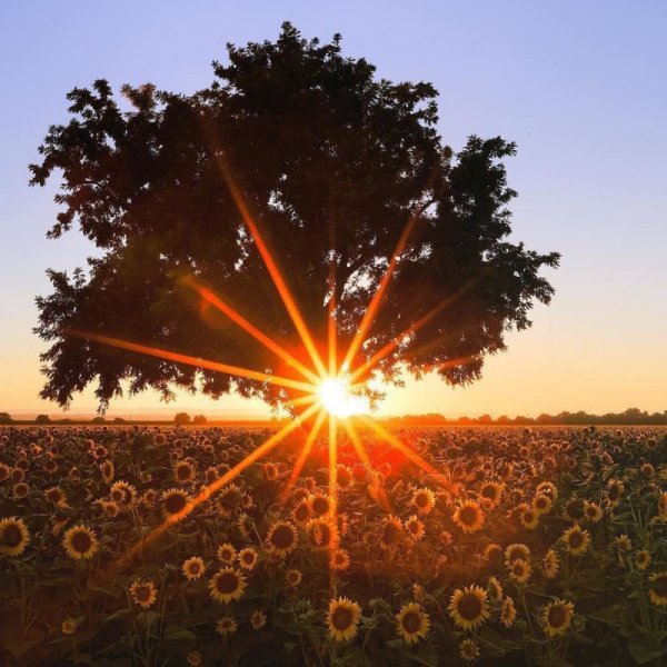 Солнышко фото