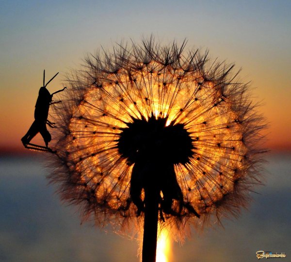 Девушка тёмное солнце