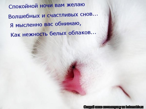 Спокойной ночи пушистых снов