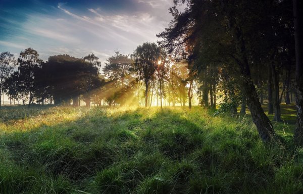 Утро природа