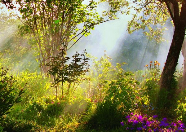 Раннее летнее утро