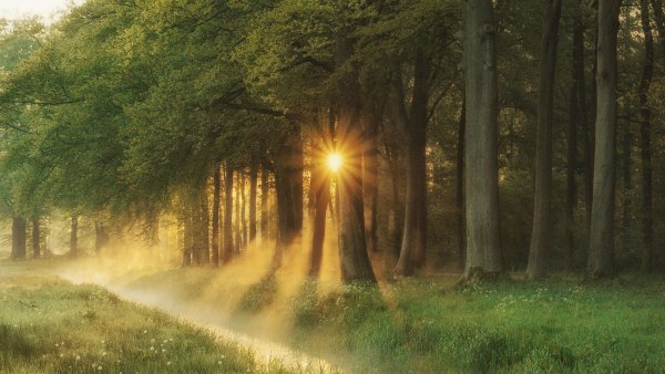 "Солнце в лесу"