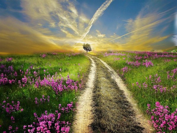 Дорога в цветочном поле