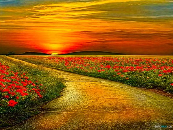 Дорога в цветочном поле