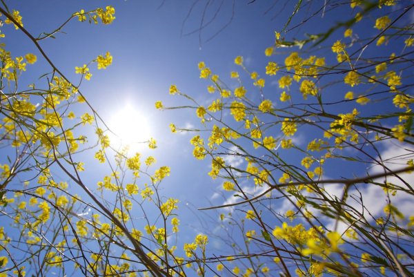 Весеннее солнце